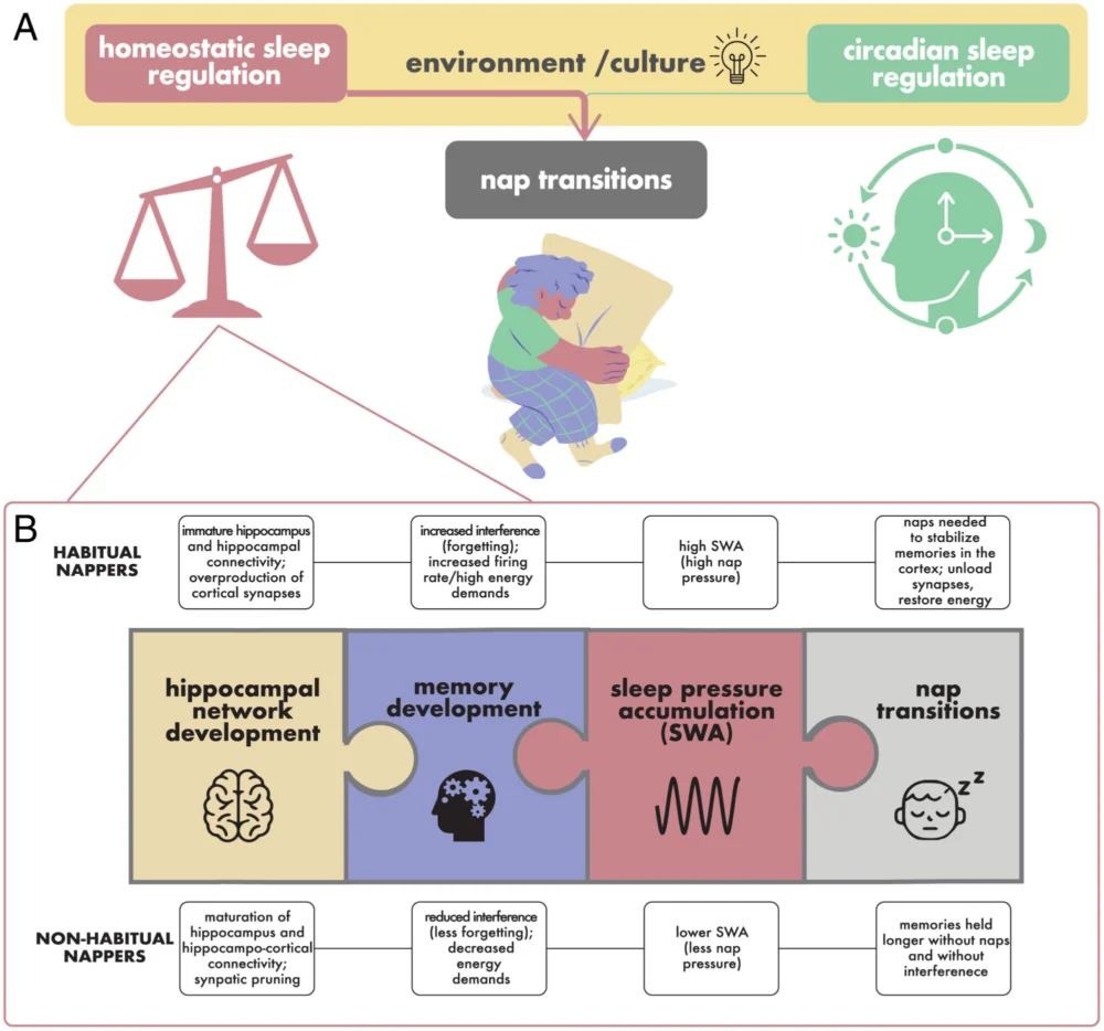 The Developing Brain and the Mystery of Nap Transitions: New Research Sparks Widespread Parental Engagement