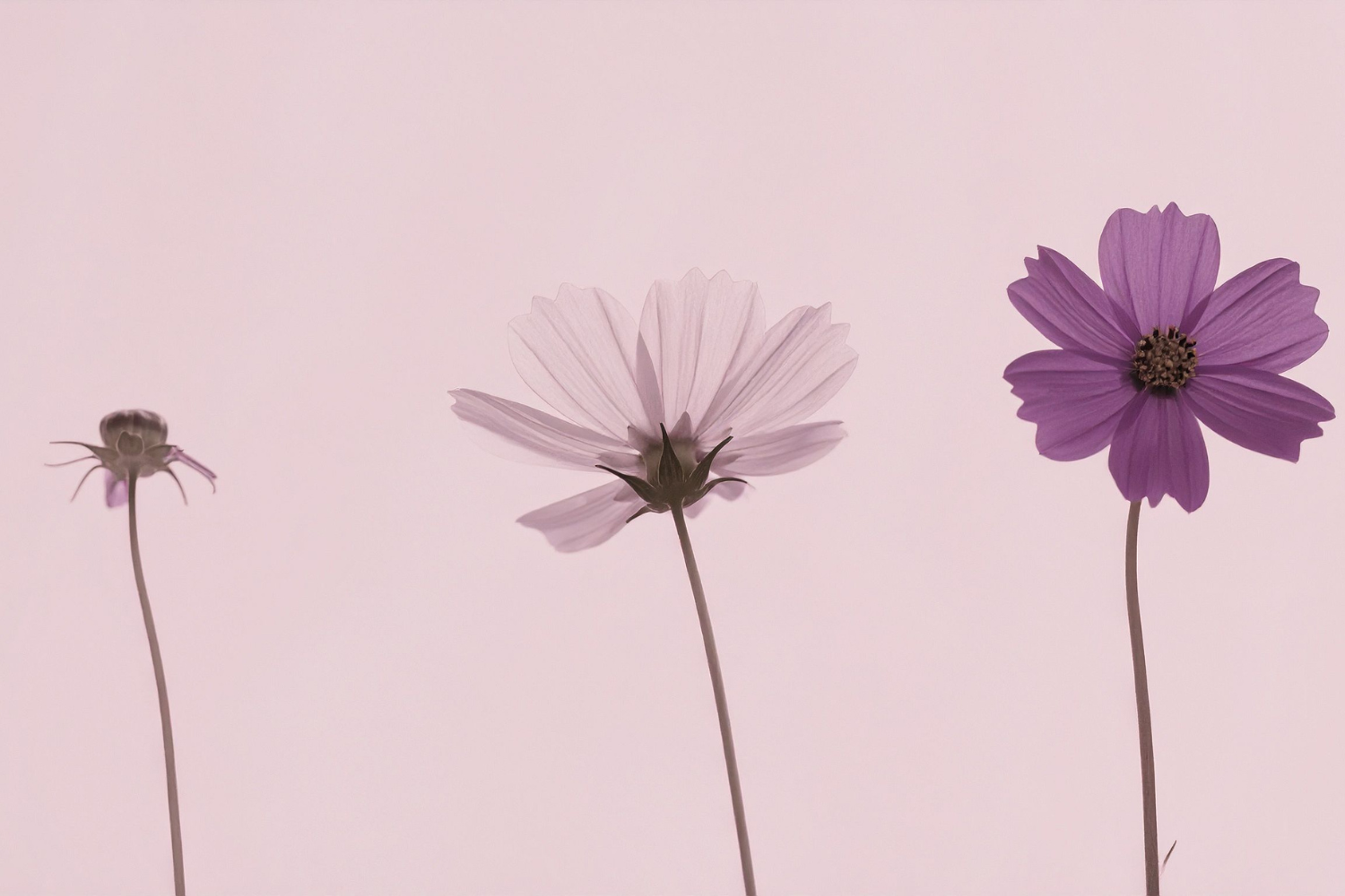 From Patient to Provider How Personal Reproductive Trauma is Shaping the Future of Perinatal Mental Health Care